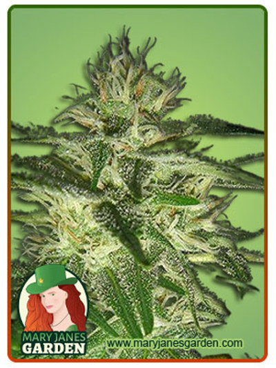 Big Bud Fast Version