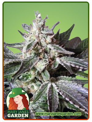 Black Cadillac Autoflowering