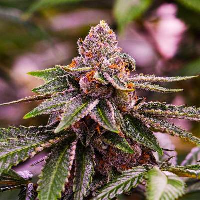 girl-scout-cookies-image