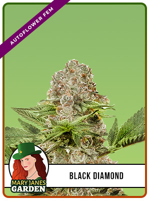 Black Diamond Autoflowering