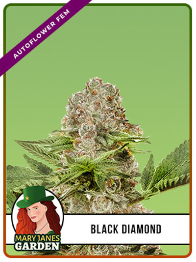 Black Diamond Autoflowering