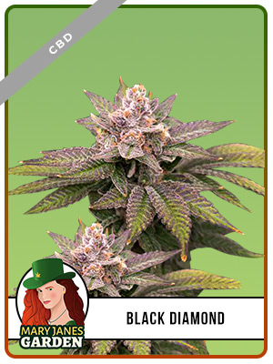 Black Diamond CBD