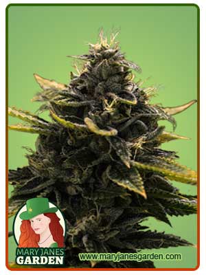 Black Widow Autoflowering