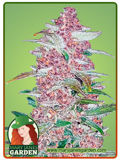 Blackberry Autoflowering