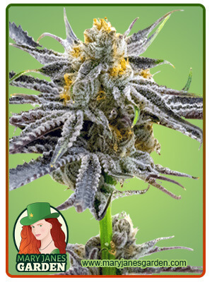 Blood Diamond OG Autoflowering