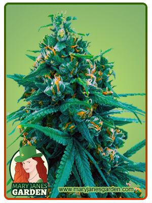 Blue Cheese Autoflowering