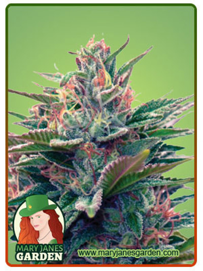 Blue Diesel Autoflowering