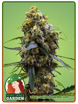 Bruce Banner