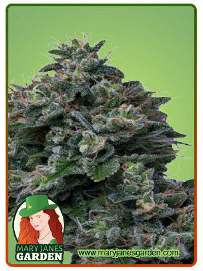 Butter OG Autoflowering