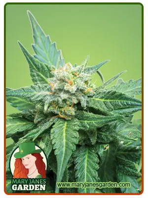 Cali Kush CBD