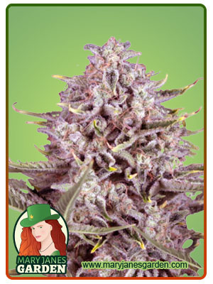 CBD Gorilla Fast Flowering