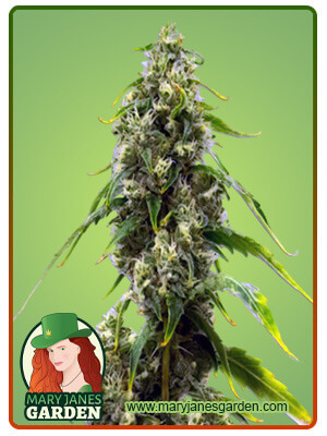 CBD Harlequin Kimbo Kush Fast Version