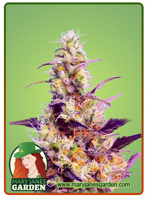 CBD Indica Fast Version