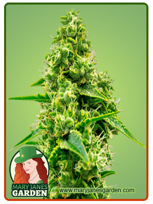 CBD Jack Herer Autoflowering