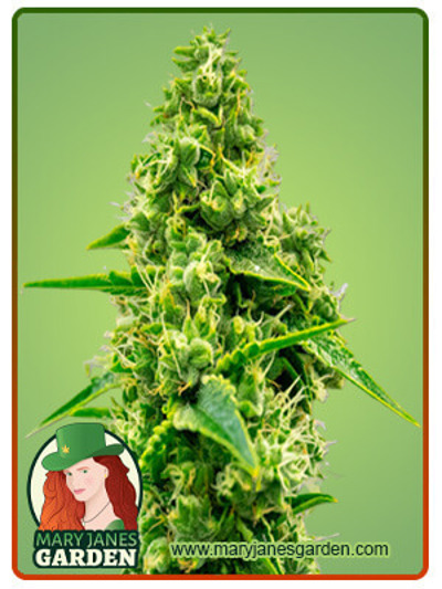 CBD Jack Herer Autoflowering