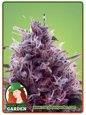 CBD Kali Kush