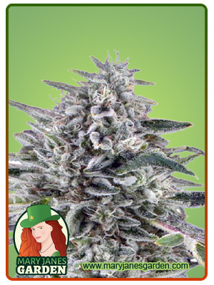 Cereal Milk Autoflowering