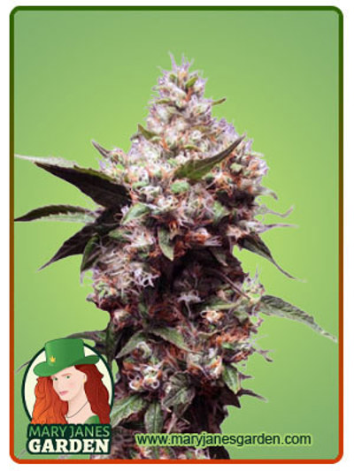 Cherry Blaster Fast Version