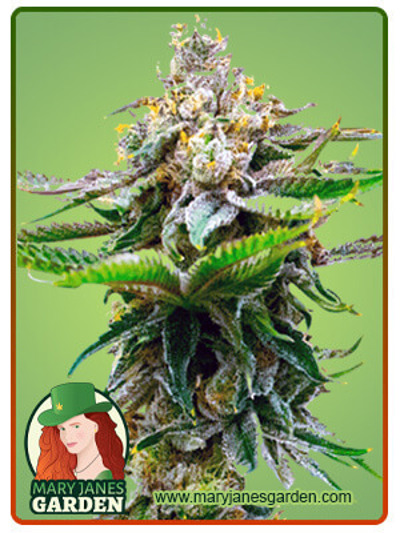 Chronic Widow