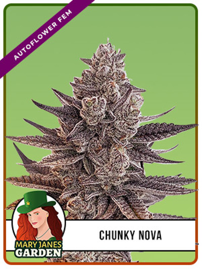 Chunky Nova Autoflowering