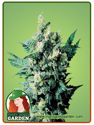 Church OG Autoflowering