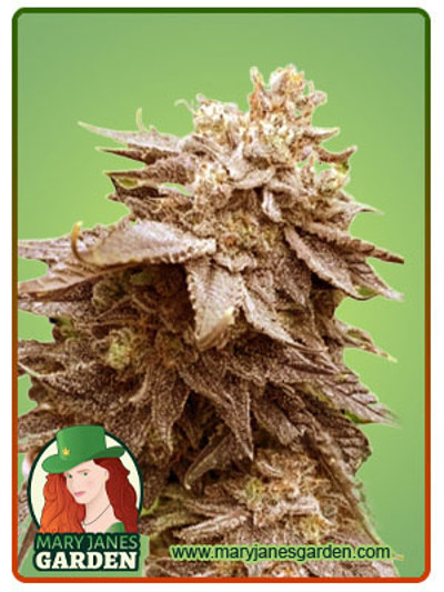 Cola Kush Fast Version