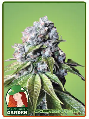 Corona Kush Fast Version