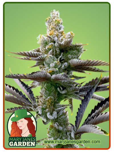 Cream Candy Autoflowering