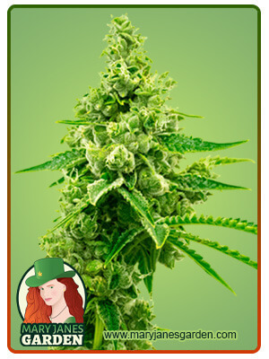 Critical Mass Autoflowering