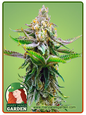 Devil XXL Autoflowering