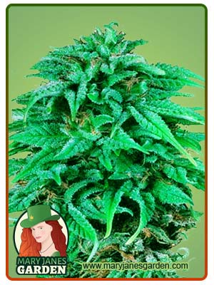 Durban Poison Regular Marijuna