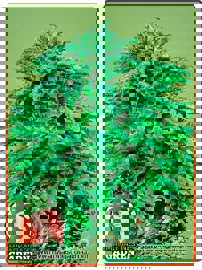 Durban Poison Regular Marijuna