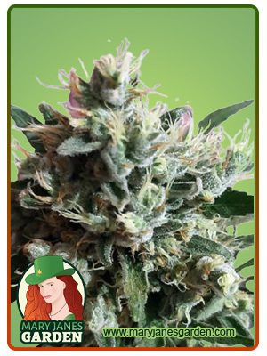 Dutch Dragon Autoflowering