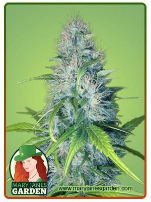 Early Miss Autoflowering