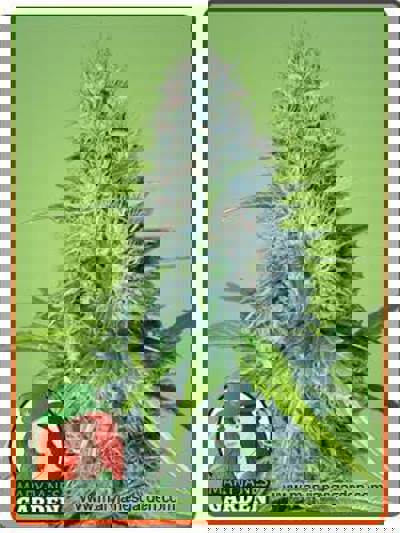 Early Miss Autoflowering