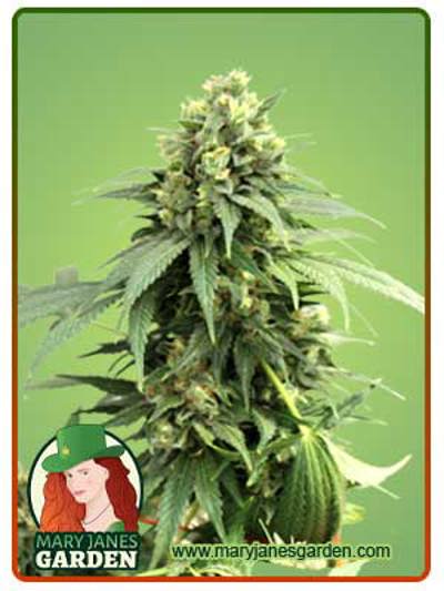 Fresh Candy Autoflowering