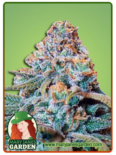 Fucking Incredible Autoflowering