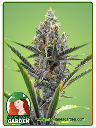 Gelato Autoflowering