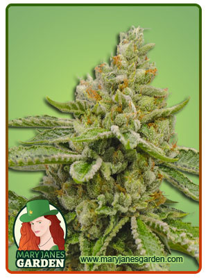 Ghost OG Autoflowering