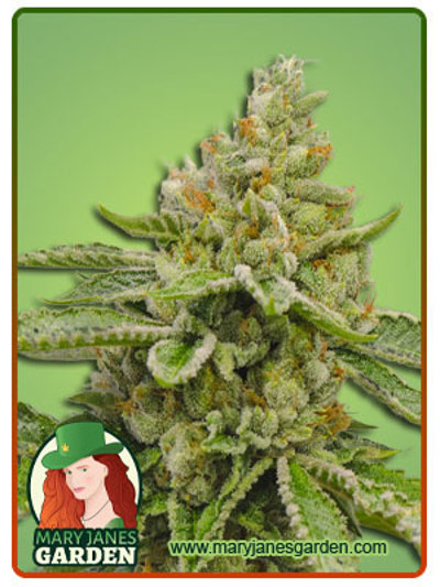 Ghost OG Autoflowering