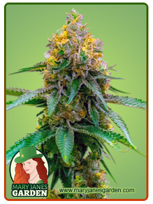 Girl Scout Cookies Autoflowering