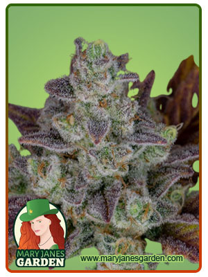 Gorilla Cookies Autoflowering