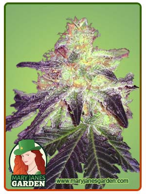 Gorilla Crush Regular