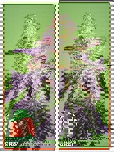 Gorilla Crush Regular