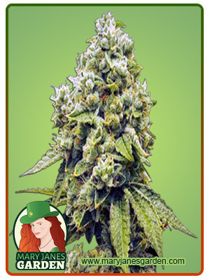 Gorilla Glue Regular