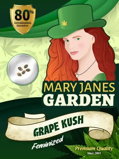 Grape Kush