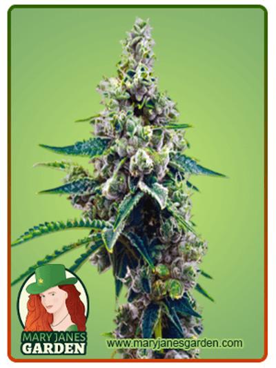 Grapefruit Autoflowering