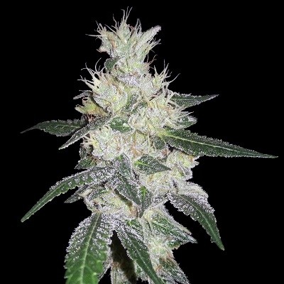 bangi-congo-x-panama-image