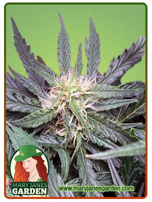 Grease Gun Autoflowering