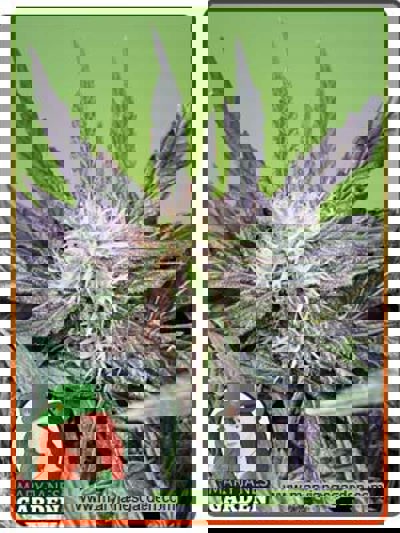 Grease Gun Autoflowering